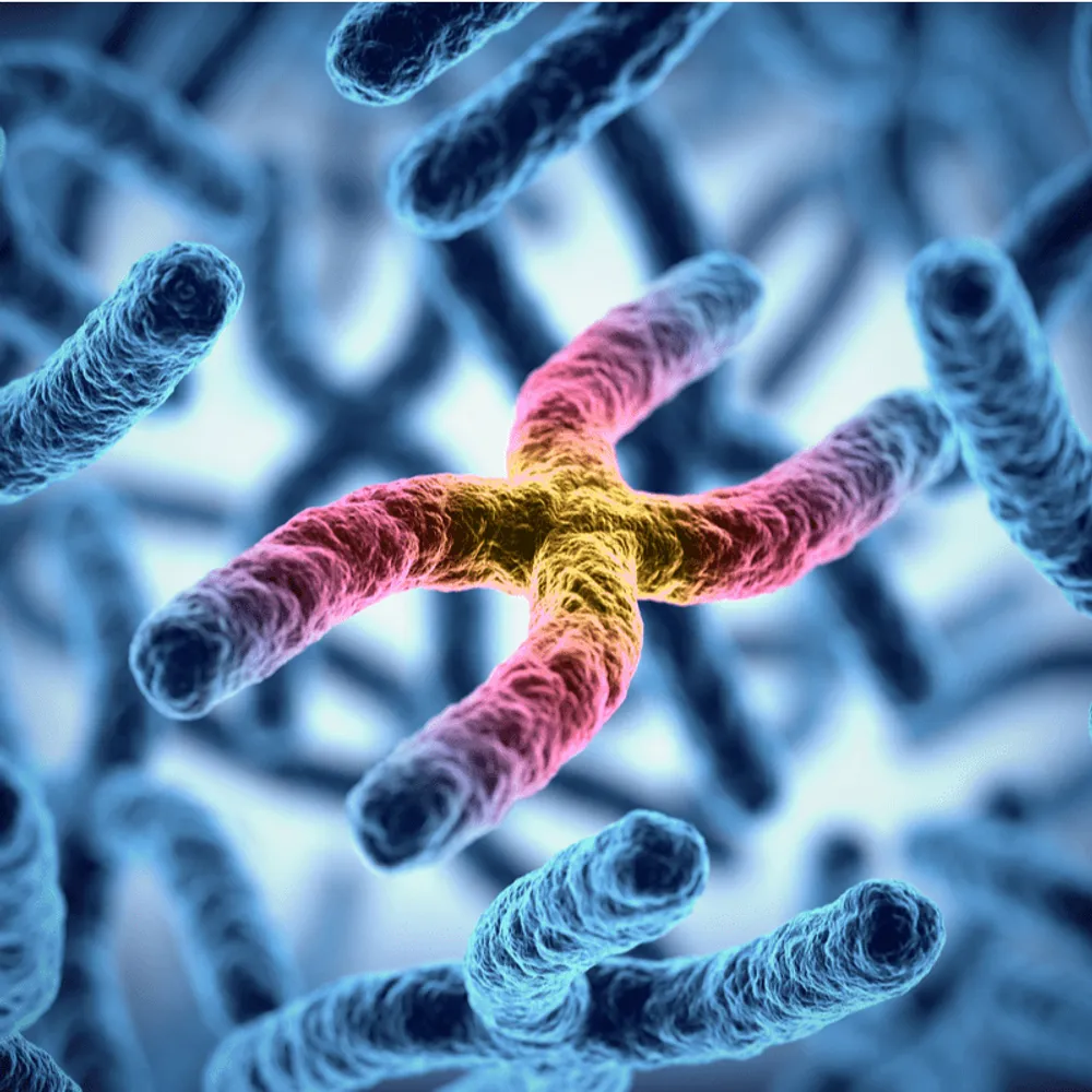 Risk Status in Multiple Myeloma (Understanding FISH and Chromosomes) image