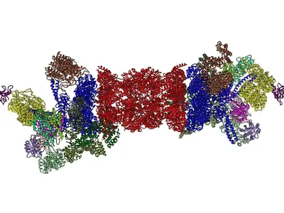 Proteasome Inhibitors: Still a Powerful Weapon Against Myeloma image