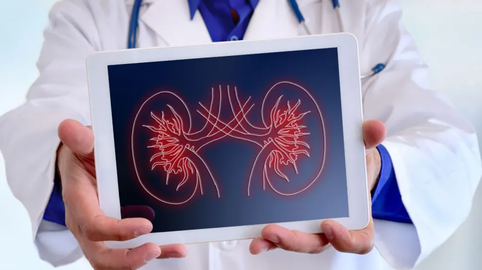 The TMIGD1 Gene And Its Contribution To Chronic Kidney Disease image