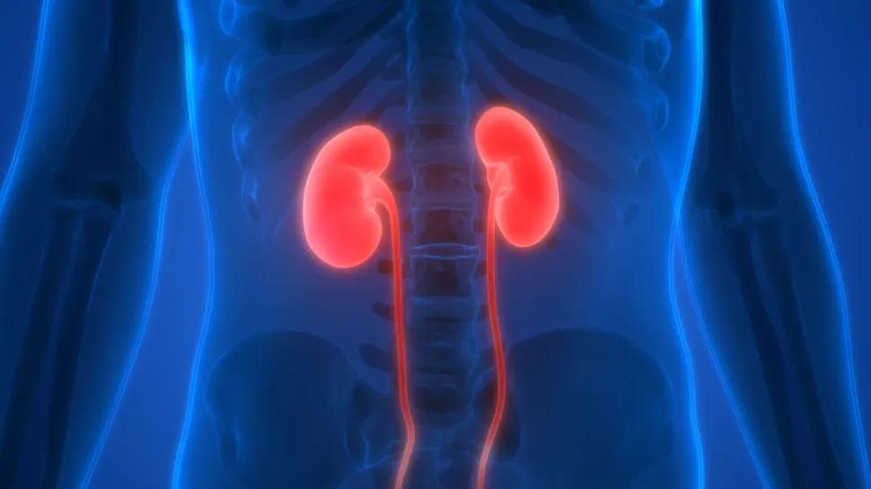 SuPAR And Kidney Inflammation image