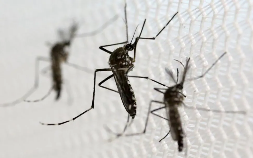 The Zika Virus & Myeloma Patients: Should You Be Traveling to Zika Hotspots? image