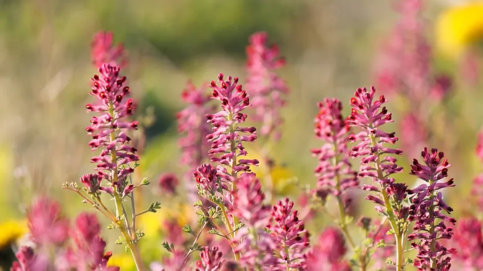 A Pretty Flower Toxic to Multiple Myeloma image