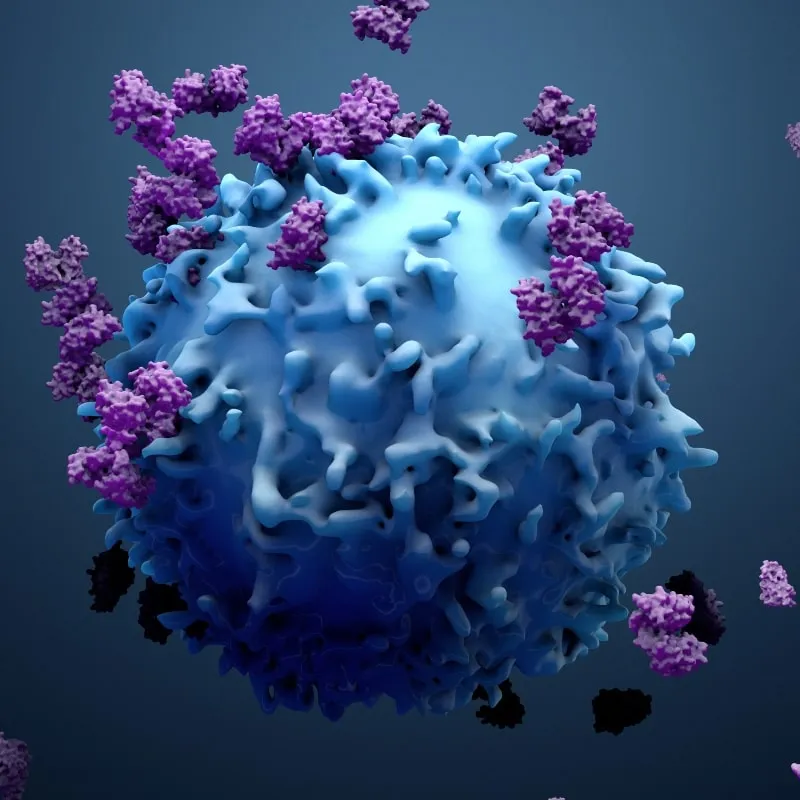 What are the Subtypes of T-Cell Lymphoma? image