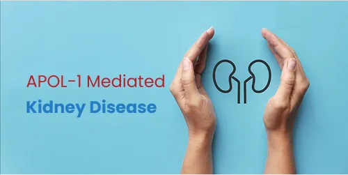 What Is APOL1 And How Does It Affect Kidney Disease? image