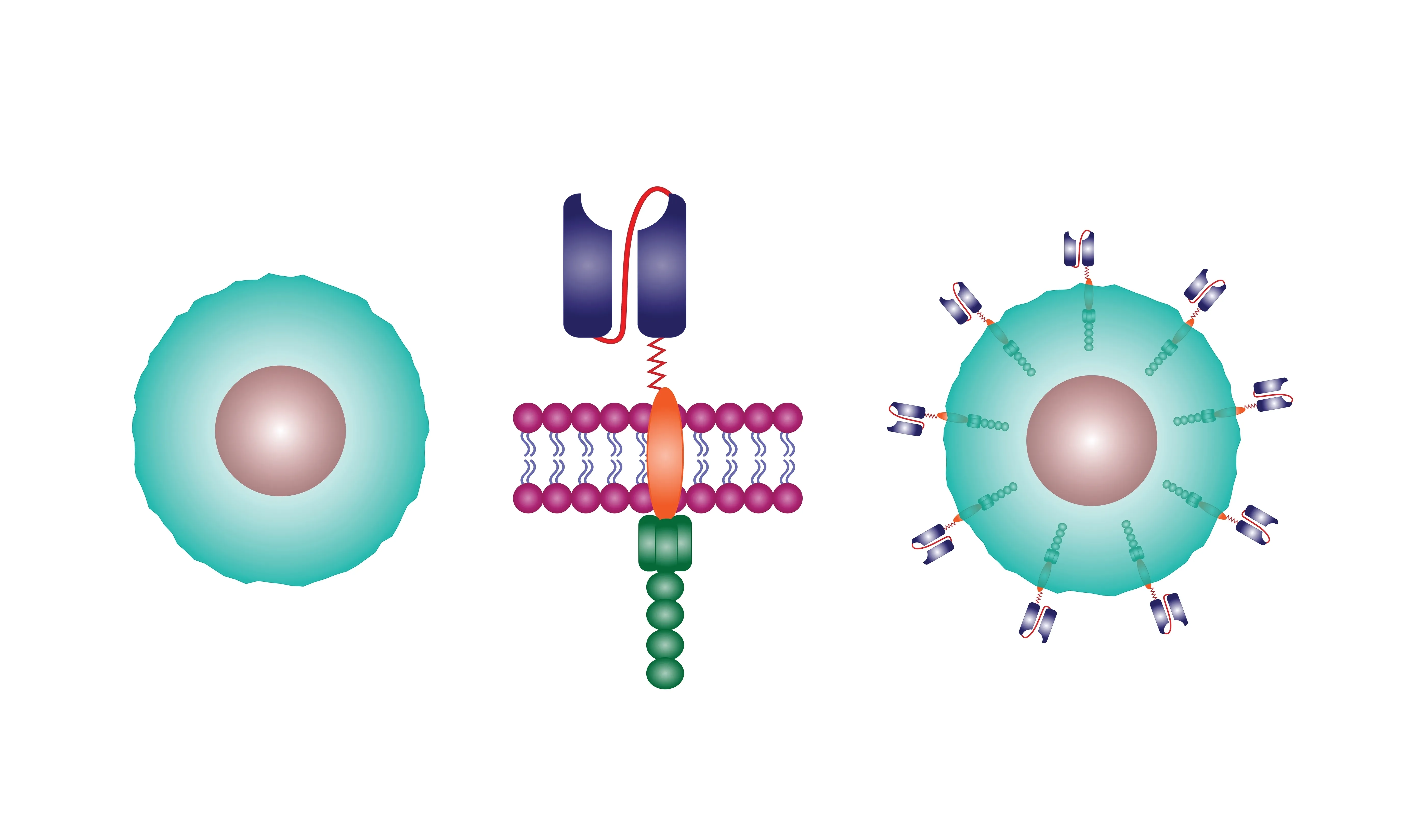 CAR-T Therapy Trial for Relapsed/Refractory Acute Myeloid Leukemia image