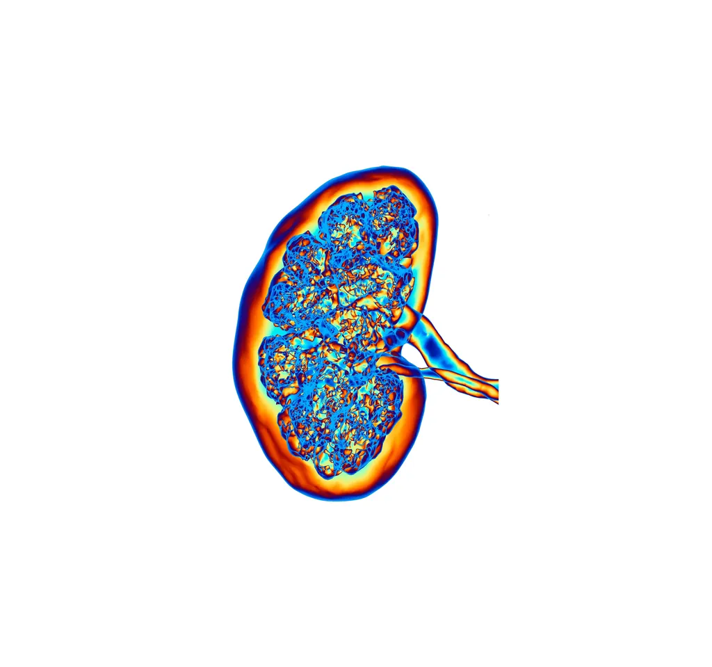 Ways to help slow down Kidney Disease article banner image