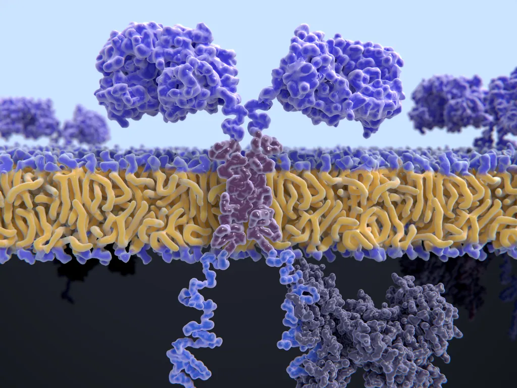 What Are Cytokine Receptors and How Do They Affect Acute Lymphoblastic Leukemia (ALL)? image