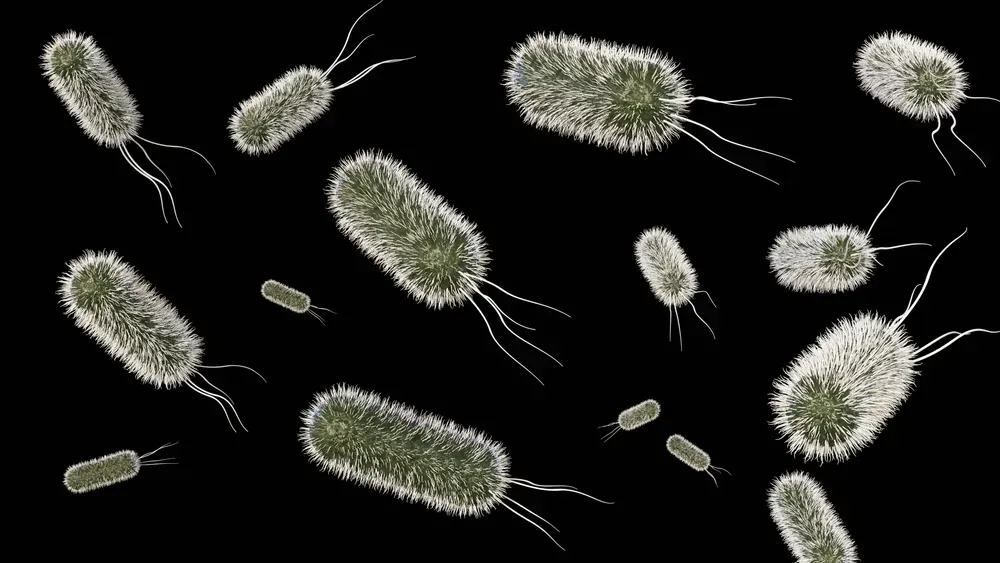 Could A Common Bacteria Treat Cancer? image