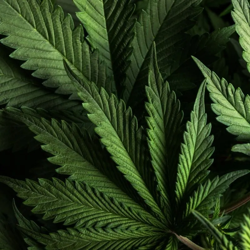 Understanding Pain Management in Myeloma with Cannabis and Other Medications image