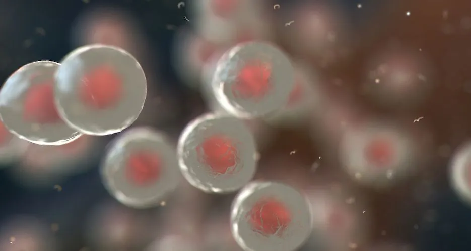 A Landmark Transplant: First Stem Cell Transplant from Deceased Donor  image