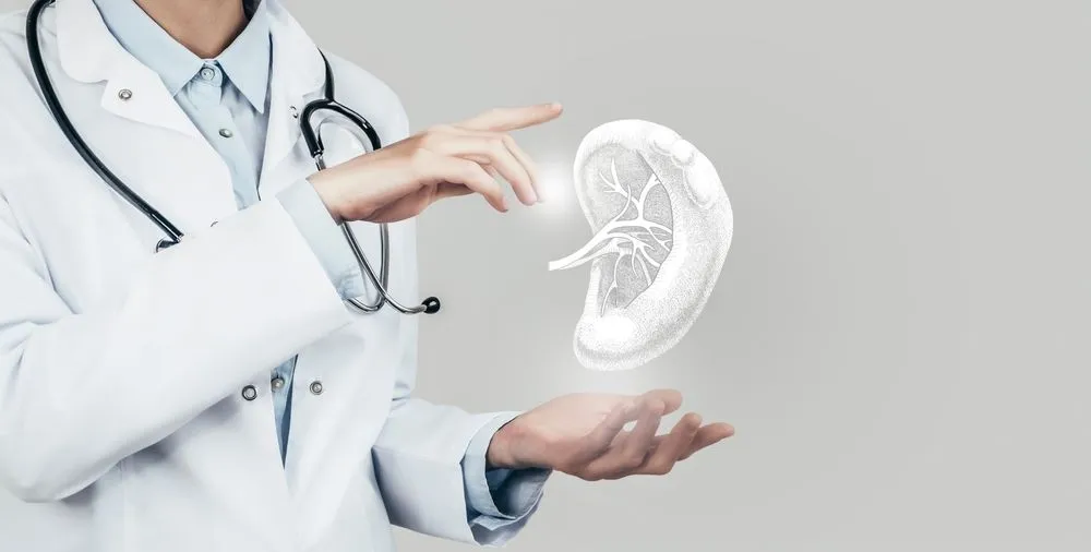 The Spleen: The Body’s Filter and Immune Organ image