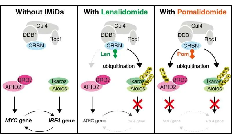 New insights into how the drug pomalidomide fights cancer