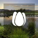 tulip-thumbnail