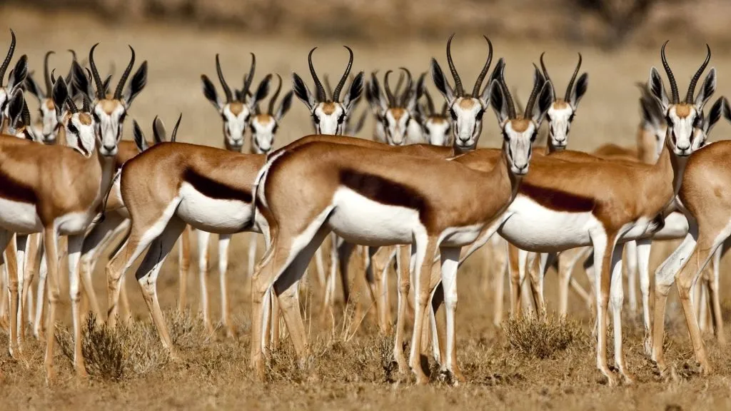 gazelles