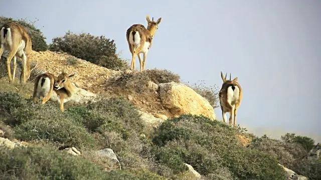 gazelles2