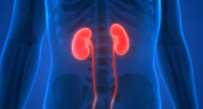 SuPAR And Kidney Inflammation image