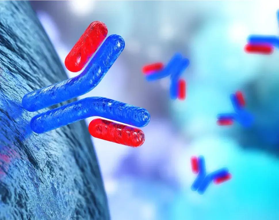 What are Antibodies and How are They Used in Multiple Myeloma? image