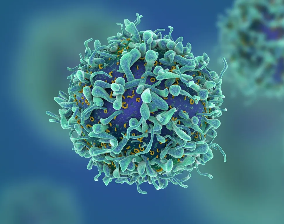 T Cells Need Rest and Maintenance to Fight Myeloma image
