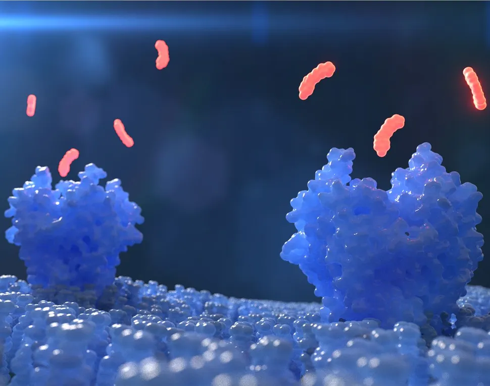 What are IMiDs and CELMoDs in Multiple Myeloma? image