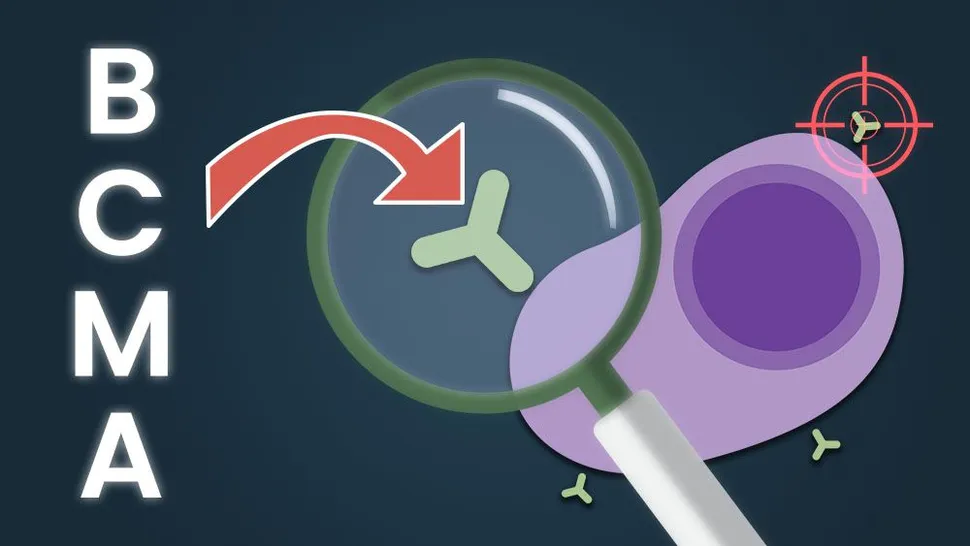 Cell Features Key to Targeting Myeloma Cells: BCMA Directed Therapies image