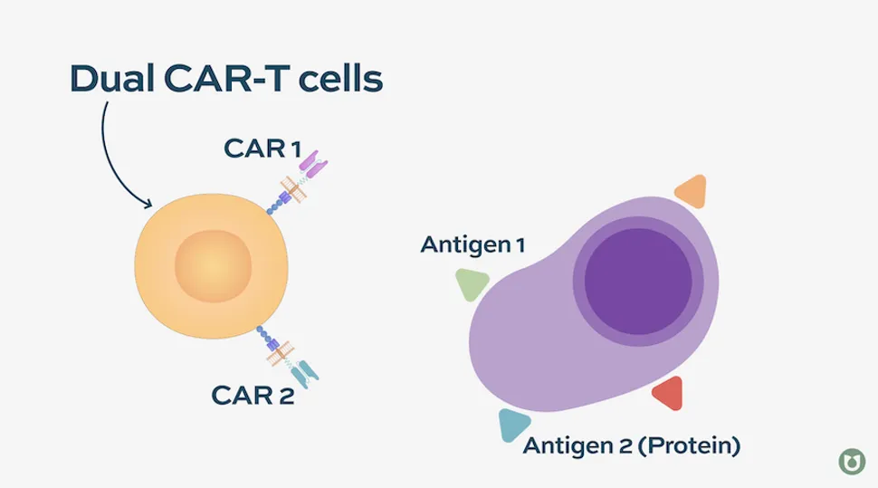 Different Types of CAR-T in Multiple Myeloma image