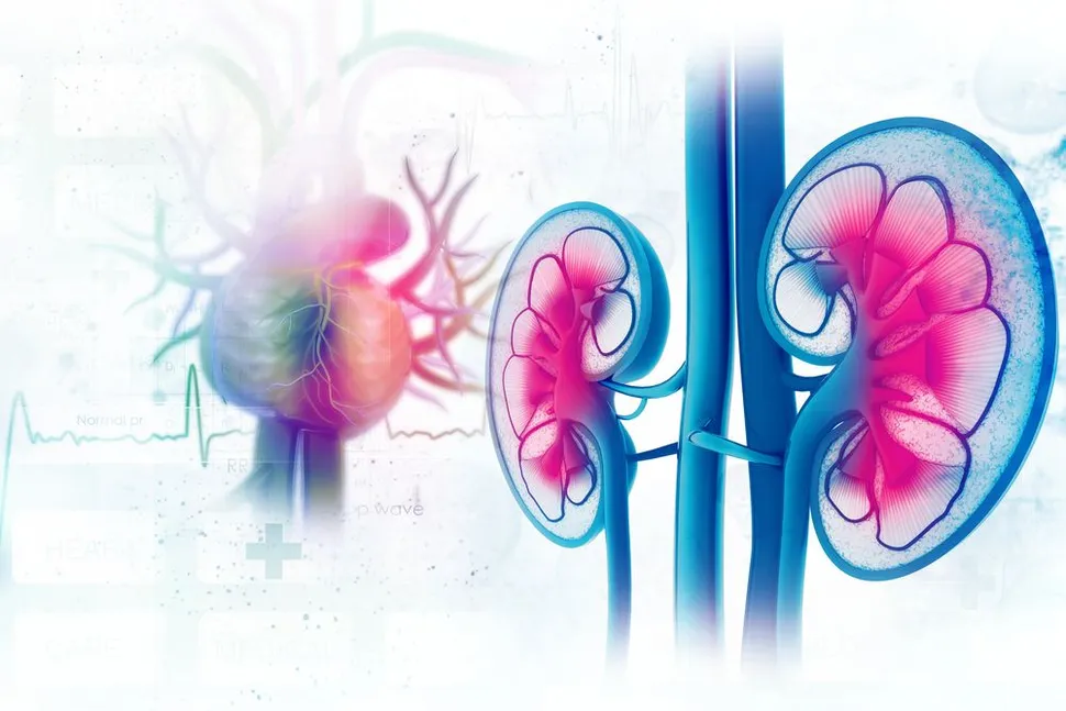 What You Need To Know About Cardiovascular-Kidney-Metabolic Syndrome image