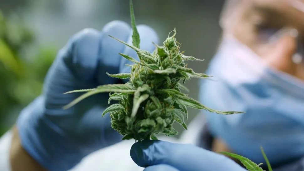 HealthTree Research Results: Exploring Cannabis Use in Cancer Patients image