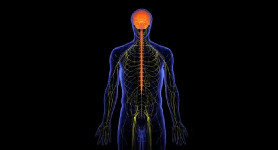 Does AML Go to the Brain? image