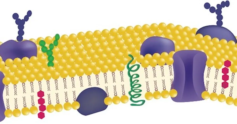 What Makes it CLL? A Look at Membrane Proteins image