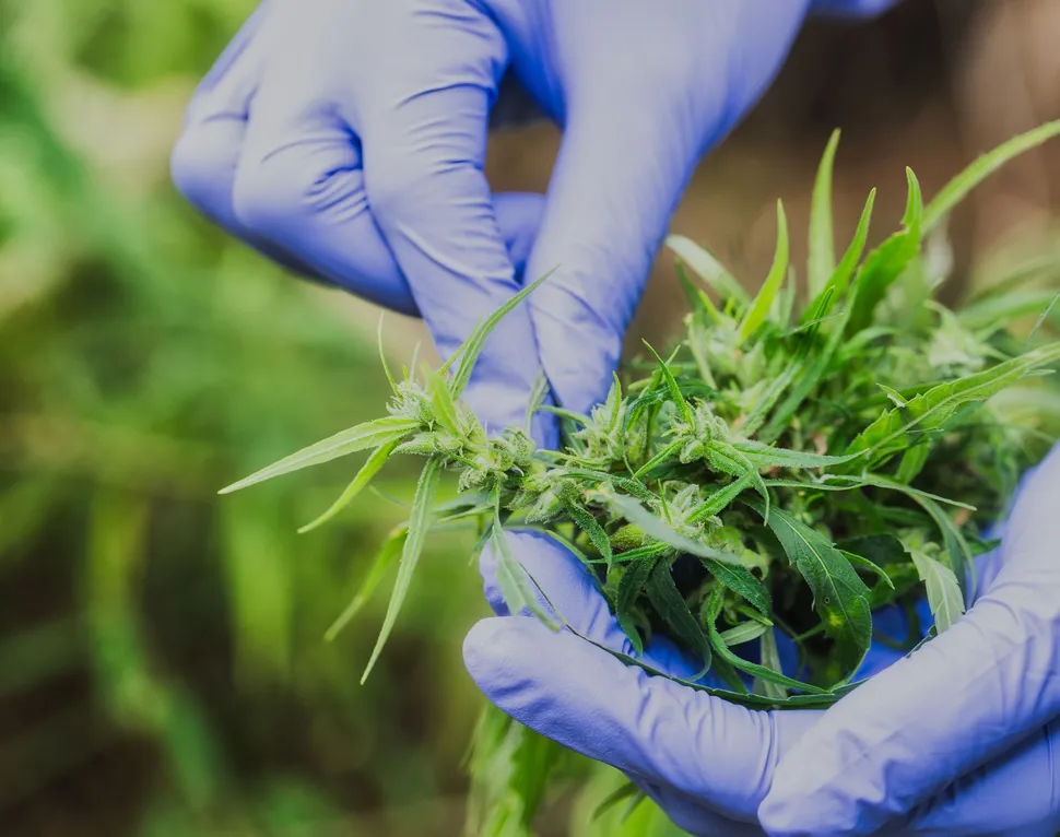 Inmunoterapia y el cannabis: información importantes para pacientes con mieloma image