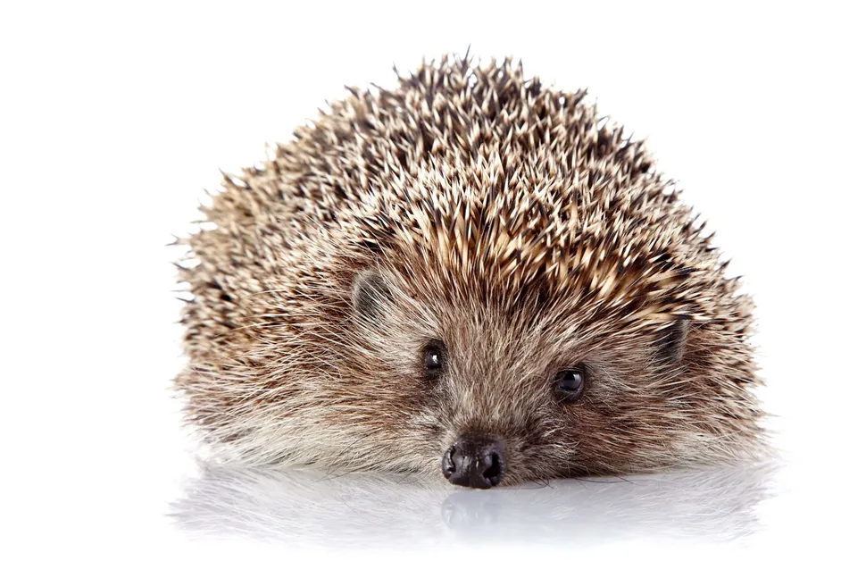 Hedgehogs, Bortezomib Resistance and Minimal Residual Disease image