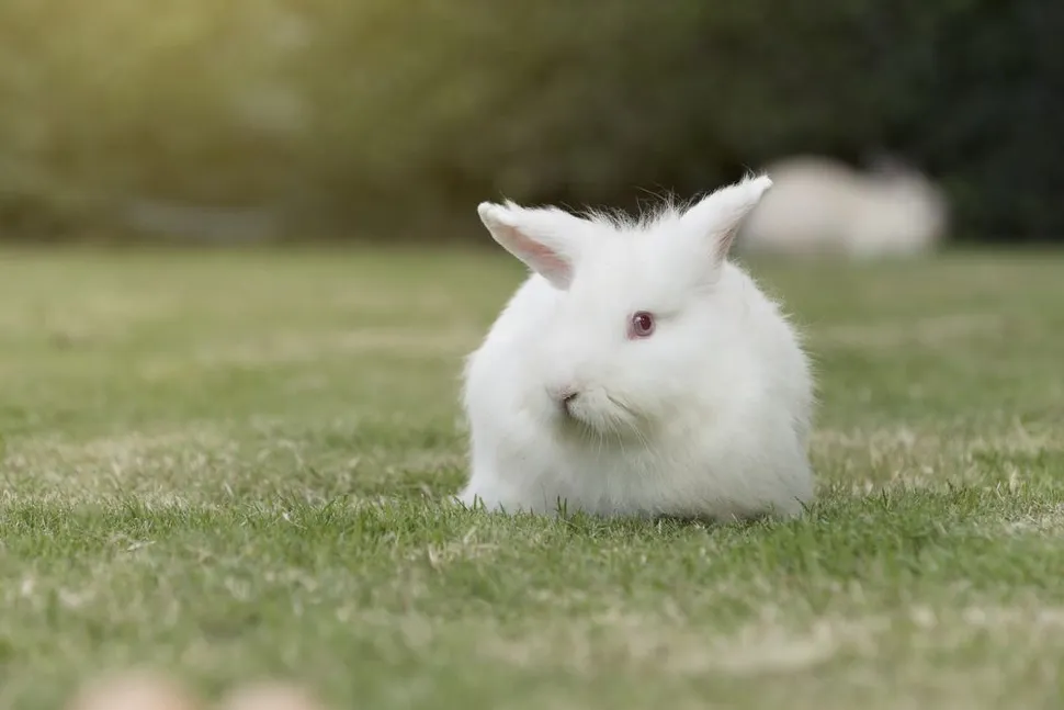 Rabbit Virus Eliminates Myeloma Cells In Mouse Models image