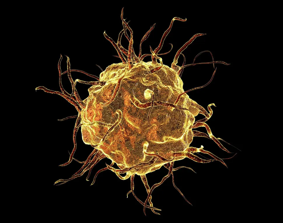 Activating the Immune System to Eat Cancer Cells image