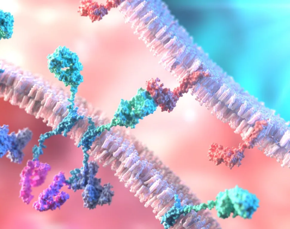 New Target for CAR T Therapy in Multiple Myeloma: GPRC5D image