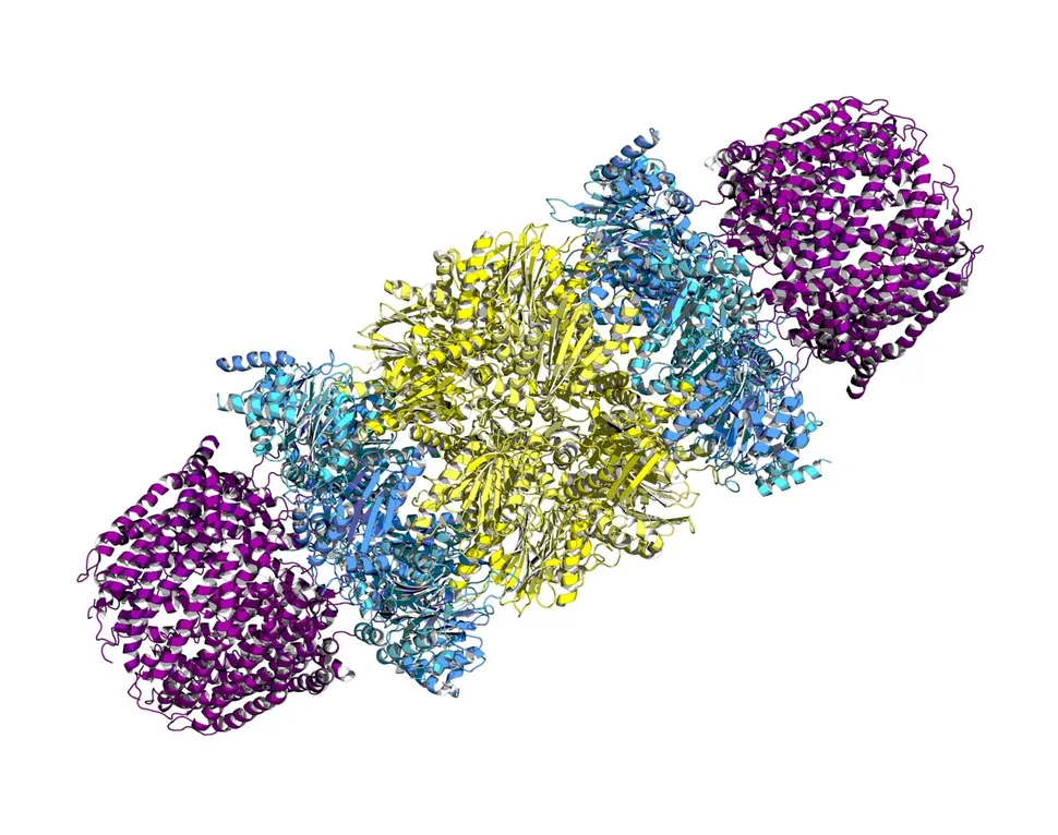 New Proteasome Inhibitor to Treat Multiple Myeloma image