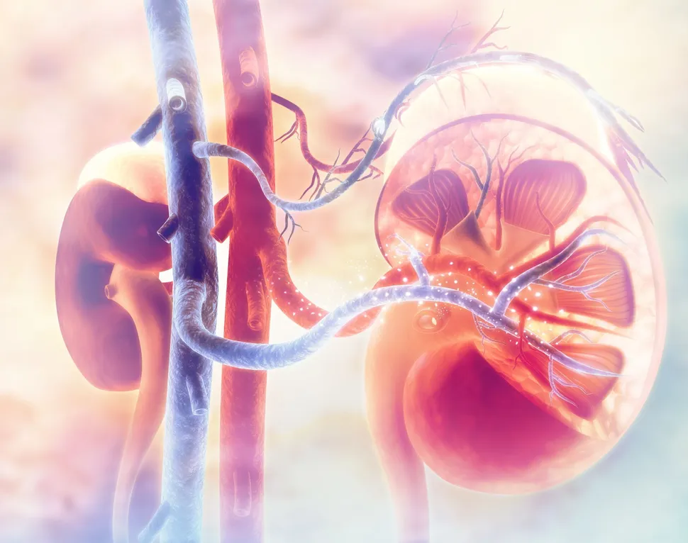 New Discovery in the Prevention of Kidney Disease in Multiple Myeloma Patients image