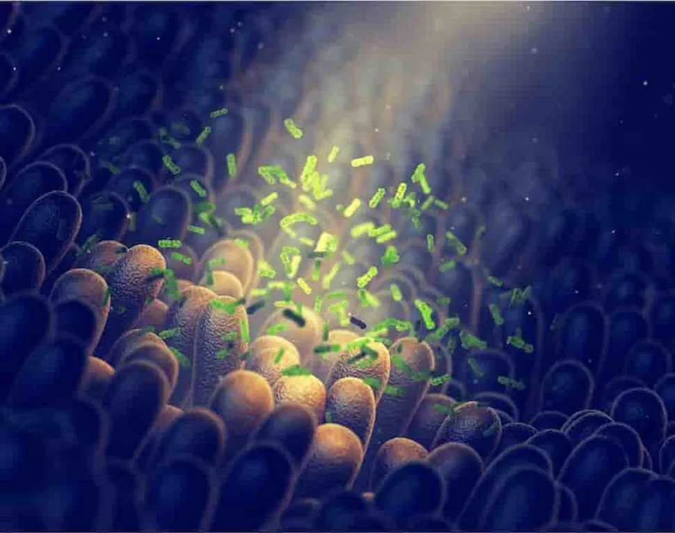 ASH 2019: We Are More Than We Thought We Were. The Microbiome, Our Silent Partner. image