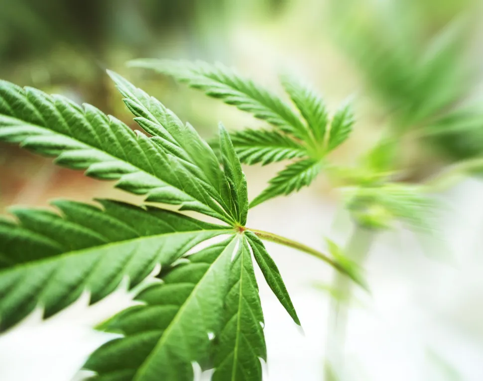 Don't Shoot the Messenger: Pain and Cannabis in Multiple Myeloma image