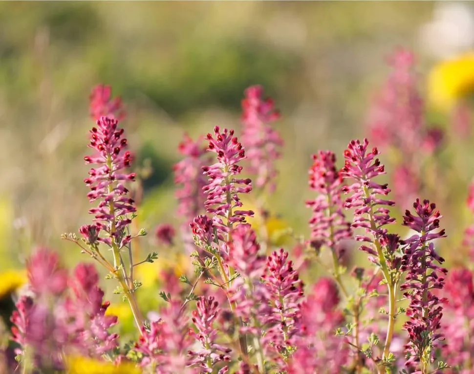 A Pretty Flower Toxic to Multiple Myeloma image
