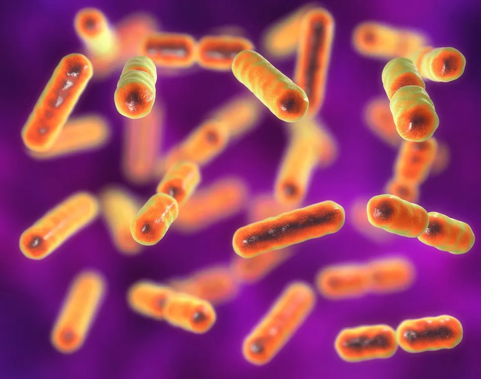Las bacterias intestinales y su relación con la respuesta al tratamiento del mieloma múltiple image