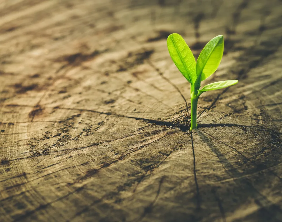 ¿Qué células mantienen el crecimiento del mieloma? Investigadores especialistas en mieloma encuentran un nuevo objetivo image