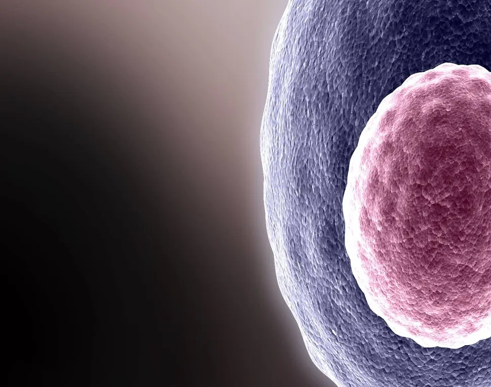 Venetoclax as a Treatment Option for Relapsed Plasma Cell Leukemia Patients image